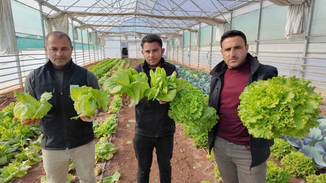 Kışlık Sebze Hasadı Şanlıurfa'da Başladı