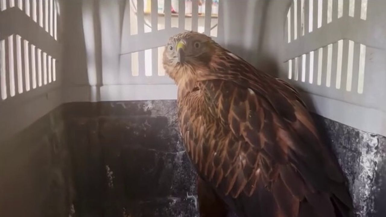 Kızıl Şahinler Doğaya Kavuştu