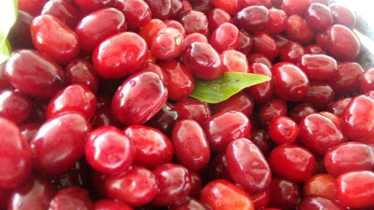 Kızılcık ile Soğuk Algınlığına Doğal Çözüm