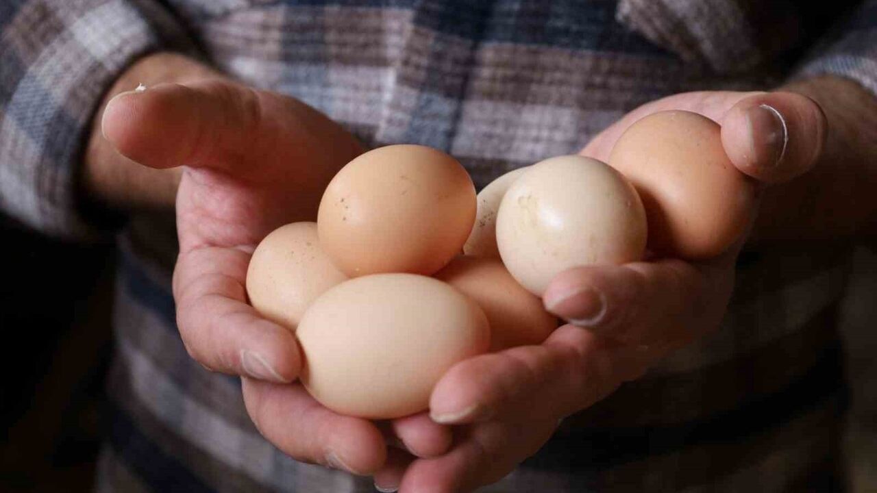 Kocaeli'de Kırsal Kalkınma İçin Tavuk Desteği