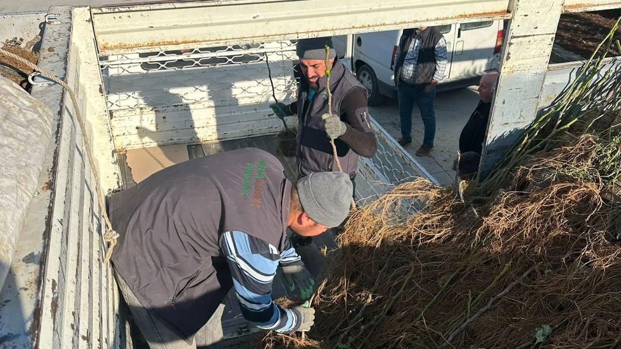 Koçarlı'da 4 Bin İncir Fidanı Dağıtımı Gerçekleşti