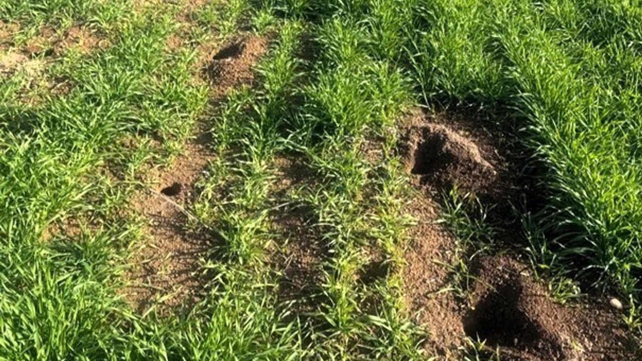 Kofçaz'da Tarla Faresi İle Mücadele Başlatıldı