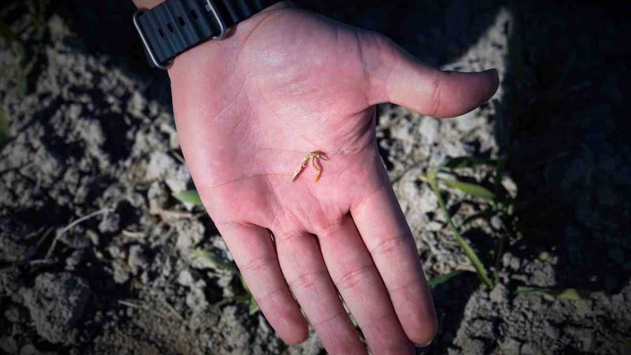 Konya Ovası'nda Yağışlardaki Düşüş Çiftçileri Endişelendiriyor