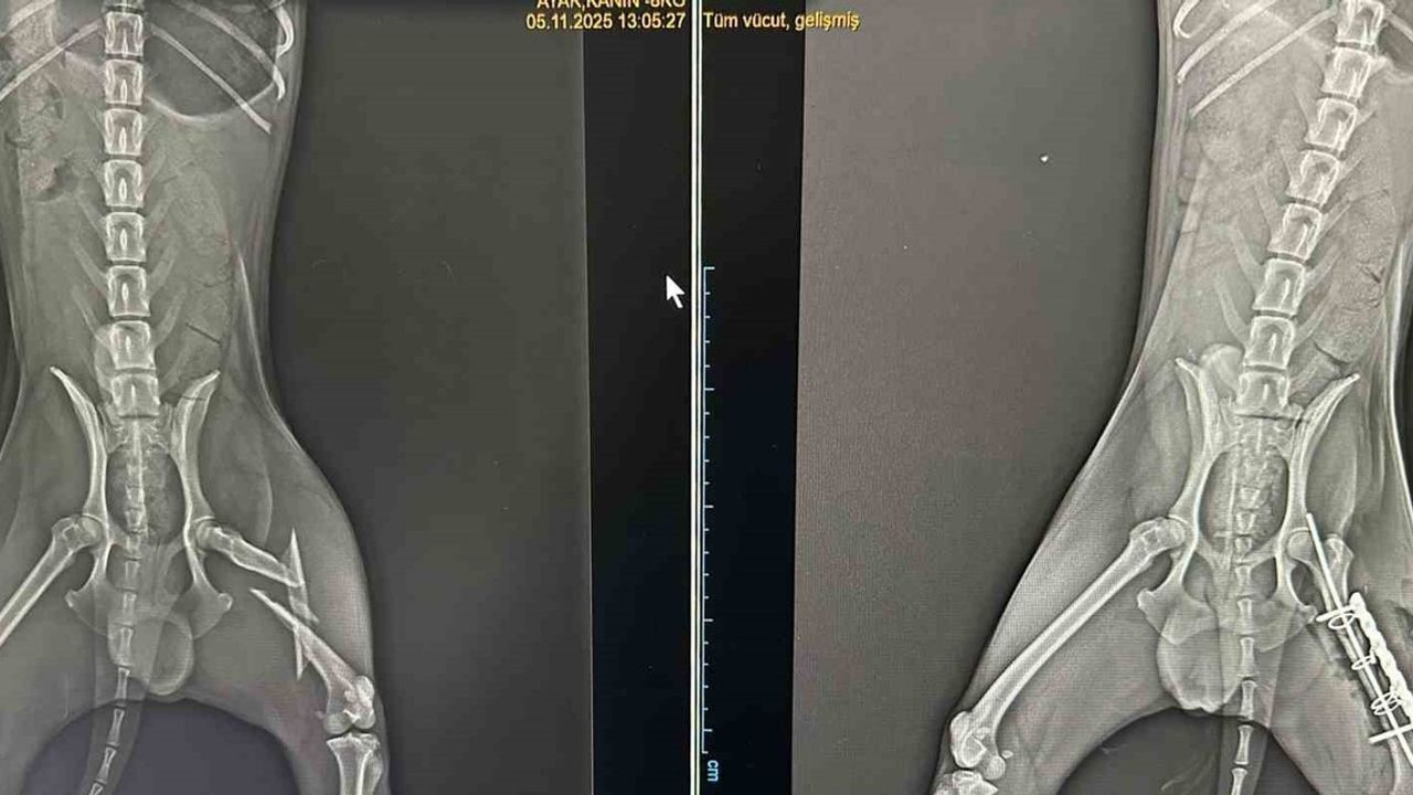 Köpek Ameliyatla Eski Sağlığına Kavuştu