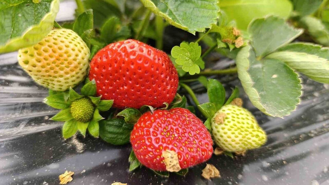 Köprübaşı'nda Kış Çileği Yüzde 200 Fiyatla Talep Görüyor