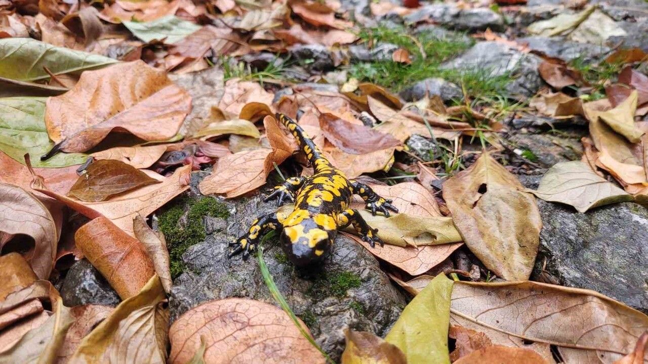 Koruma Altındaki Benekli Semenderler Kemaliye'de Görüntülendi
