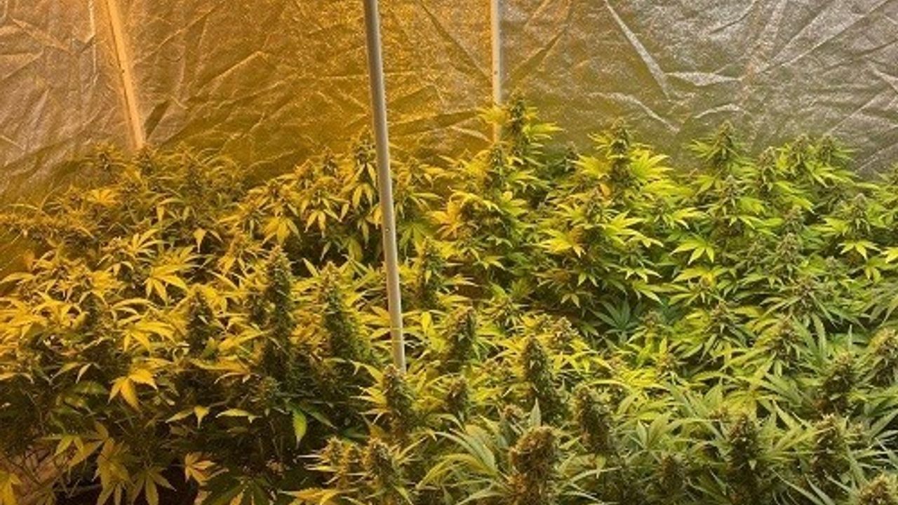 Köy Evinde Skunk Yetiştiren Şahsın Operasyonla Yakalanması