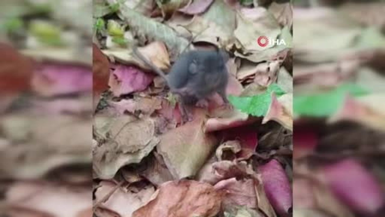 Köy Kadınının Fare ile Sevimli Diyaloğu Sosyal Medyayı Salladı