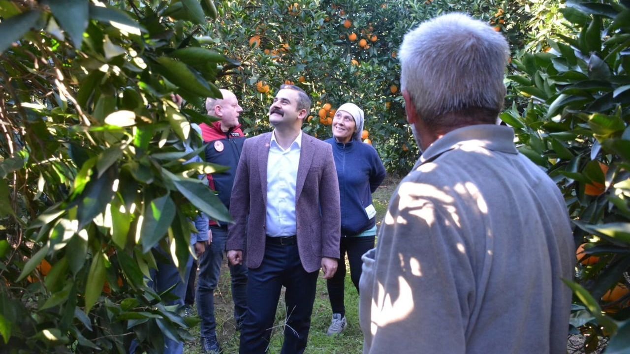 Köyceğiz Kaymakamı Mert Kumcu, Portakal Hasadına Katıldı