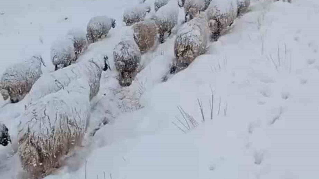 Koyun Sürüsünün Karla Mücadelesi Hakkari'da