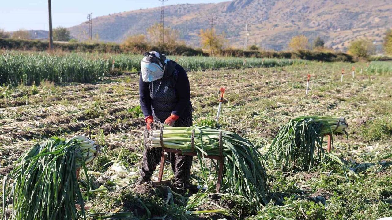 Kozan'da Pırasa Hasadı Başladı: Fiyatlar 20-22 TL Arasında