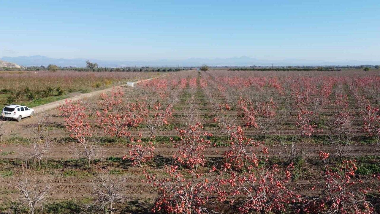 Kozan'dan Almanya'ya Cennet Hurması İhracı