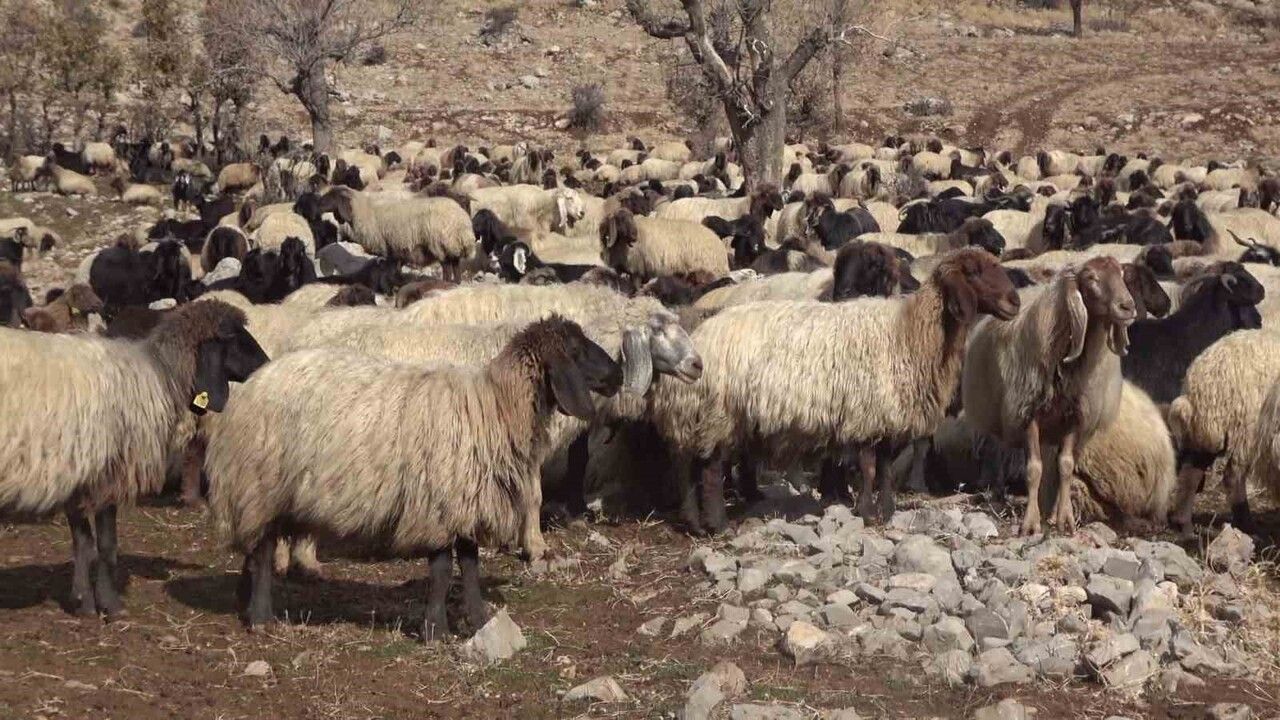 Küçükbaş Hayvanlar Kışa Hazırlanıyor: Şırnak'ta 1 Milyon İle Üstü Hayvan Kışlayacak