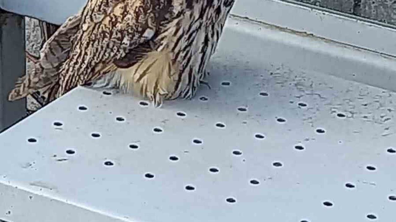 Kulaklı Orman Baykuşu Koruma Altına Alındı