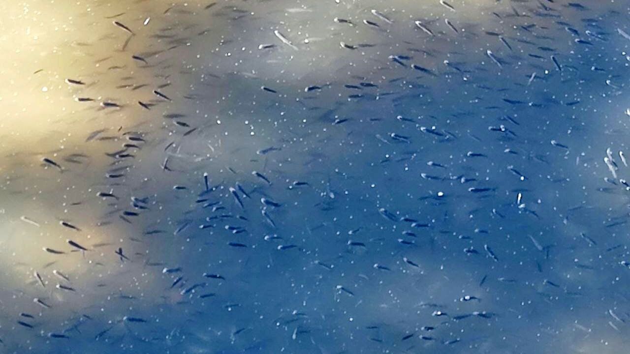 Kuraklık Adana'daki Balıkları Etkiliyor