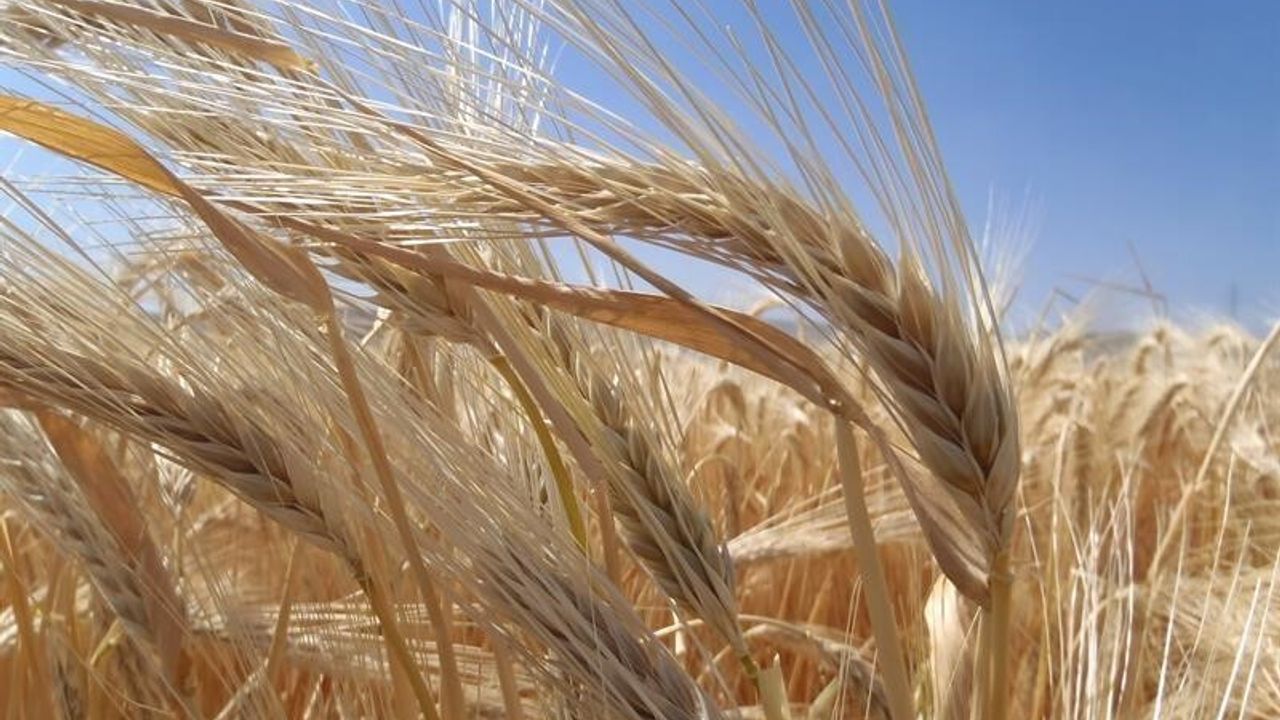 Kuraklık Arpa Ekimini Artırıyor