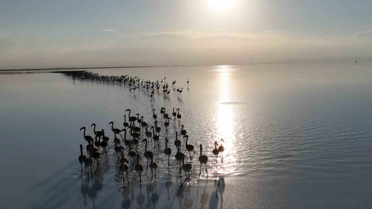 Kuraklık Tehditi: Tuz Gölü'ndeki Flamingoların Durumu