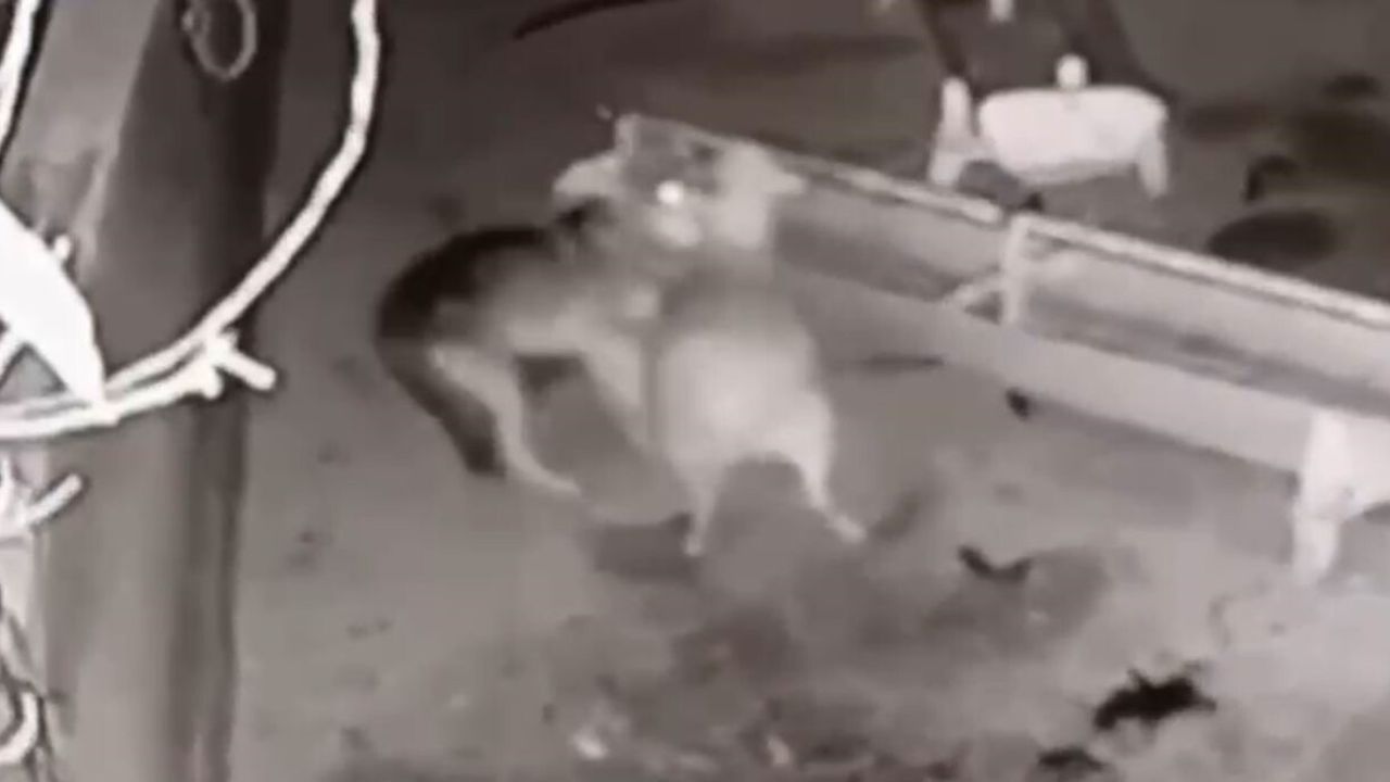 Kurt Ağıla Saldırdı: 2 Koyun Telef Oldu