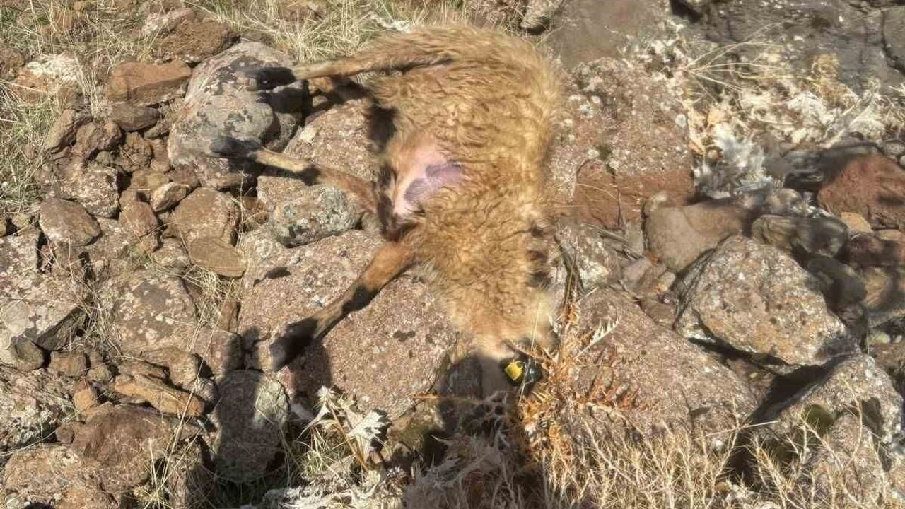 Kurt Saldırısı: 28 Koyun Telef Oldu