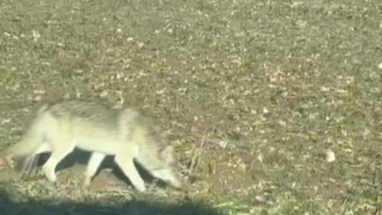 Kurtlar Yerleşim Alanlarına İndi, Kangal Köpekleri Çözüm Olabilir