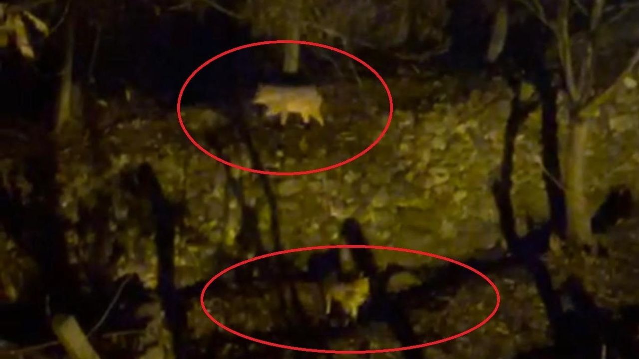 Kurtlar Yiyecek Arayışıyla Yerleşim Alanlarına İndi