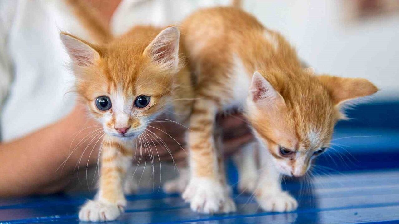 Kuşadası'nda Mikroçip Zorunluluğu: Evcil Hayvanlarınızı Kayıt Ettirin!