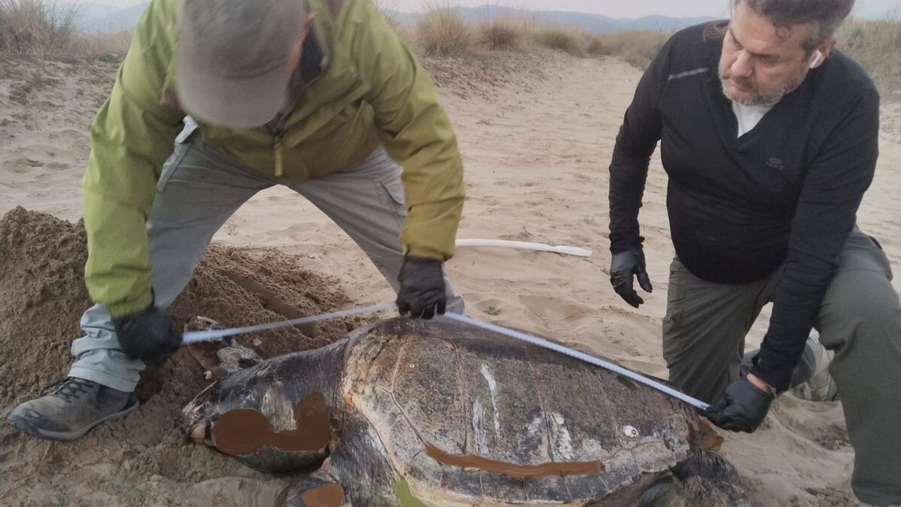 Kuşadası'nda Üç Deniz Kaplumbağası Ölü Bulundu