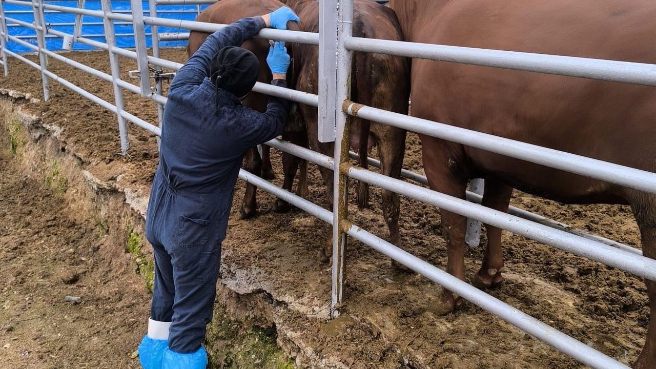 Kütahya’ya İthal Gelen Gebe Düvelerin Sağlık Kontrolleri Tamamlandı
