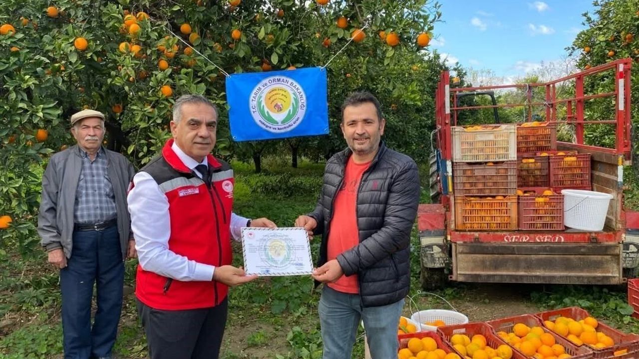 Kuyucak'ta Portakal Hasadı ve Üreticilere EKÜY Belgeleri