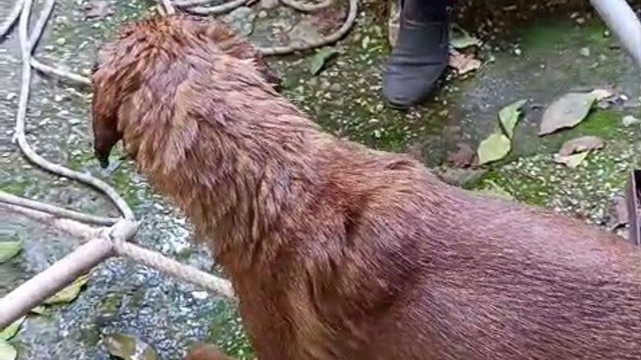Kuyuya Düşen Köpeği İtfaiye Kurtardı