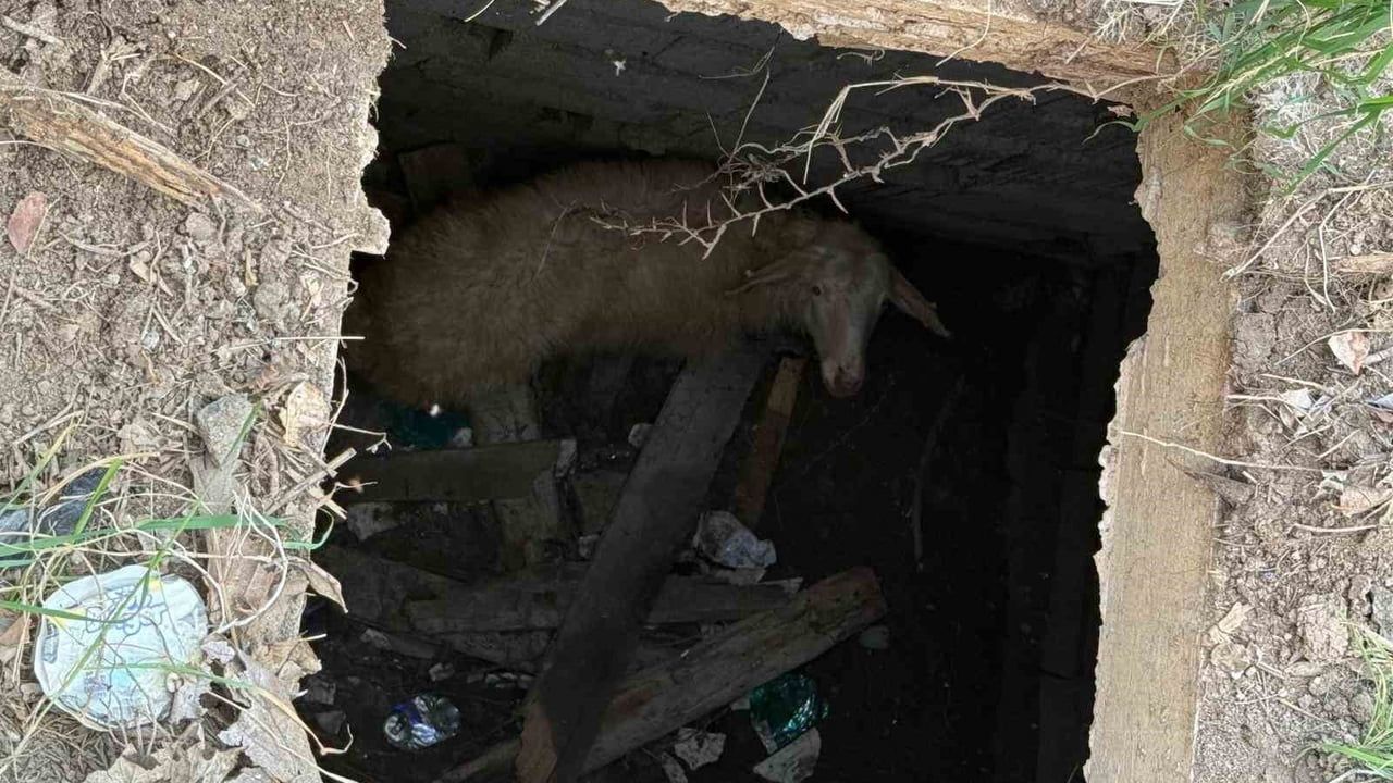 Kuyuya Düşen Koyun İtfaiye Tarafından Kurtarıldı