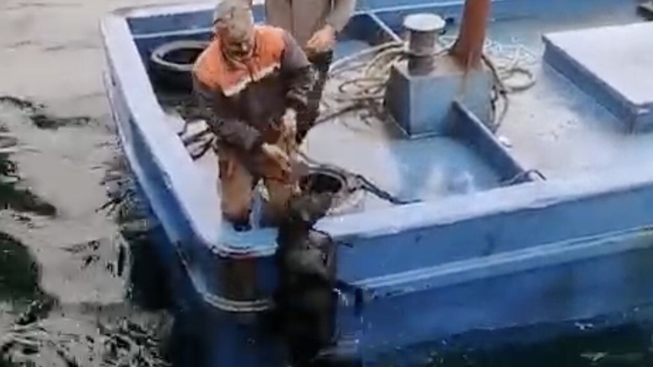 Lapseki'de Düşen Köpeğe Balıkçılardan Yardım