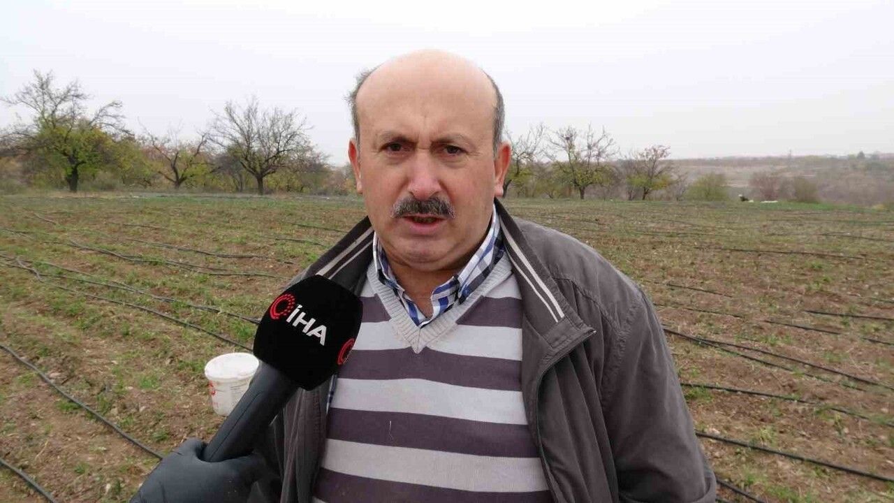 Malatya'da Safran Üretimi Artıyor