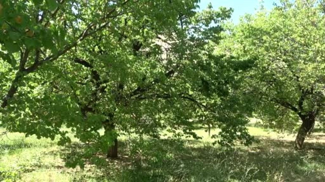 Malatya Kuru Kayısı İhracatında Önemli Başarı
