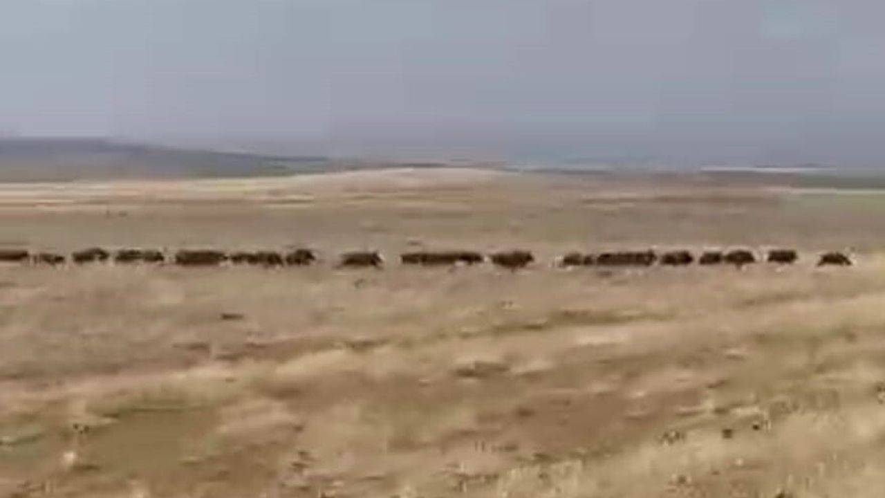 Malazgirt'te Yaban Domuzu Sürüsü Görüntülendi