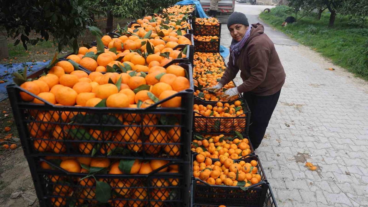 Mandalina Üreticileri Piyasa Fiyatından Dertli