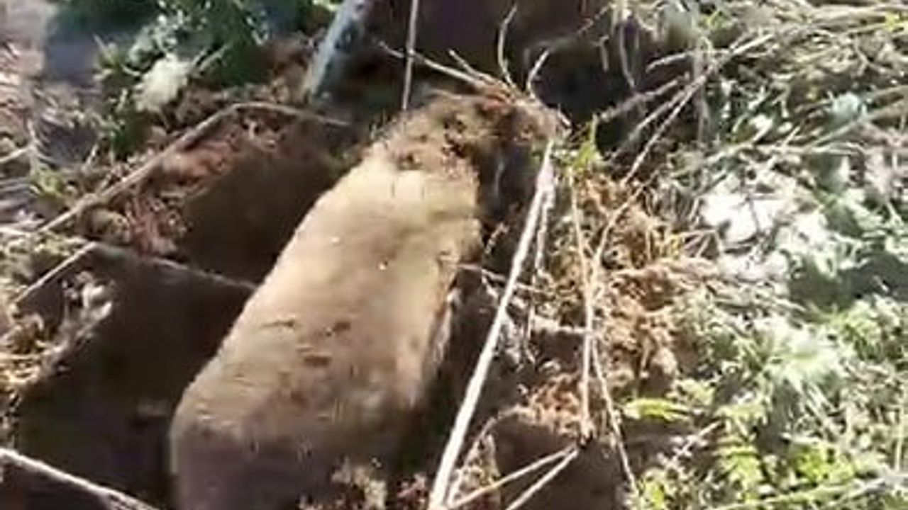 Manisa'da Nadir Görülen Köstebek Görüntülendi