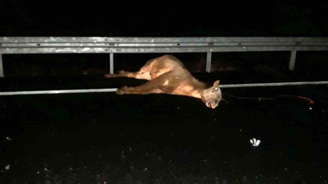 Mardin'de Trafik Kazası: Bir At Hayatını Kaybetti