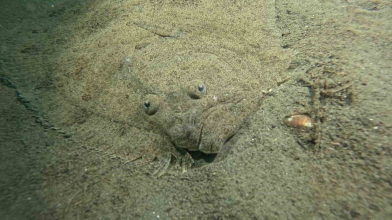 Marmara Denizi'nin Ekolojik Değerlendirmesi: Bursa Büyükşehir Belediyesi'nden Temiz Deniz Projesi