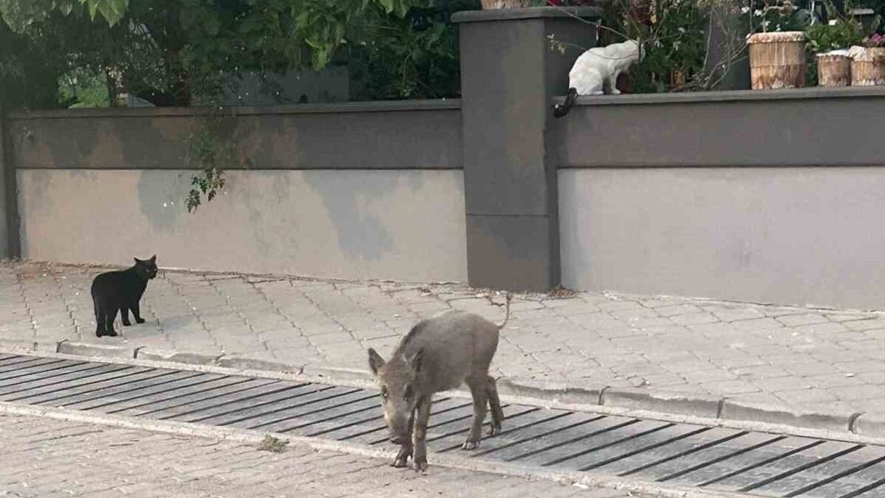 Marmaris'te Yaban Domuzu İstilası: Mezarlıklar Tehdit Altında