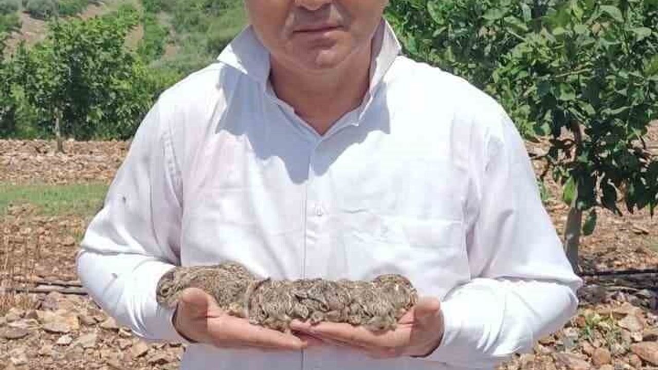 Merhametli Çiftçi Tavşanlara Zarar Vermeden Çözüm Buldu