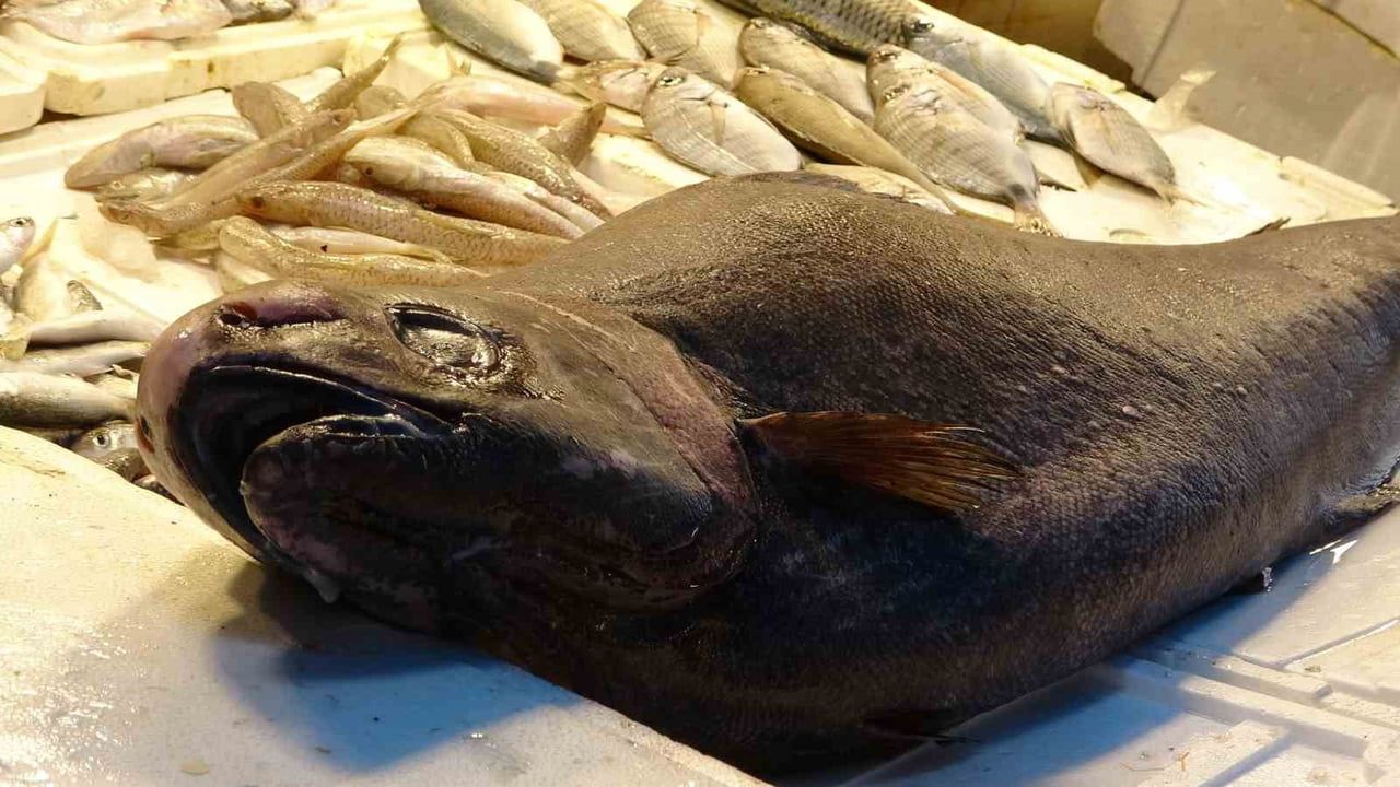 Mersin'de 1,5 Metrelik Nadir Atlas Balığı Yakaladı