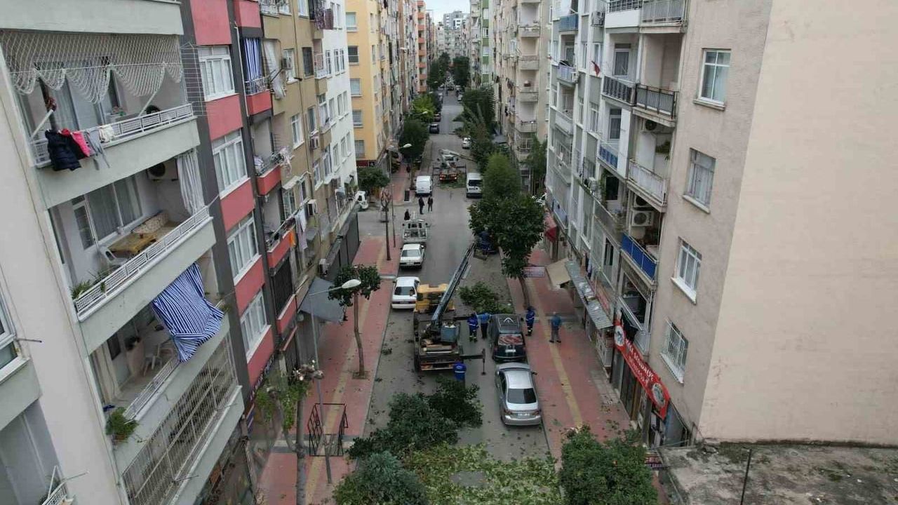Mersin'de Ağaçların Kış Bakımı Devam Ediyor