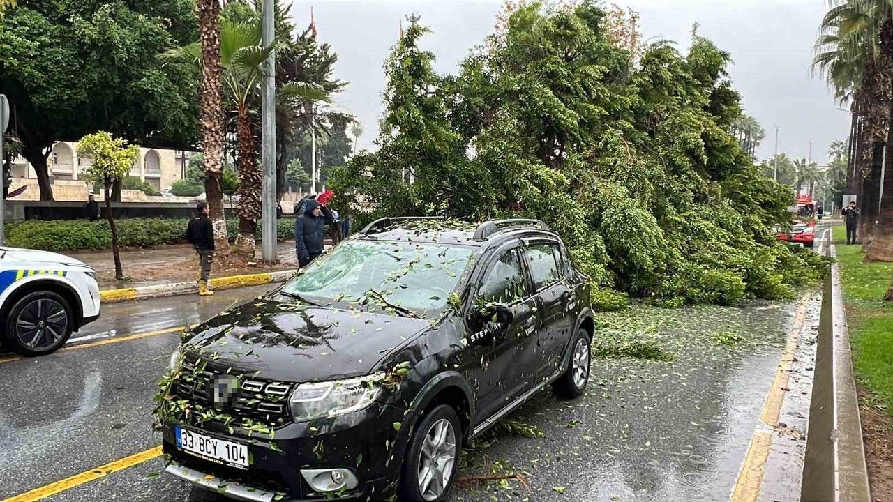 Mersin'de Devrilen Ağaç 3 Araca Zarar Verdi