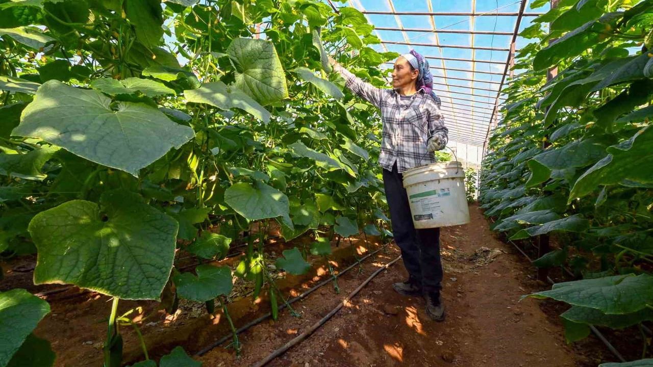 Mersin'de Hıyar Fidesi Destek Projesi Başarıyla Uygulandı