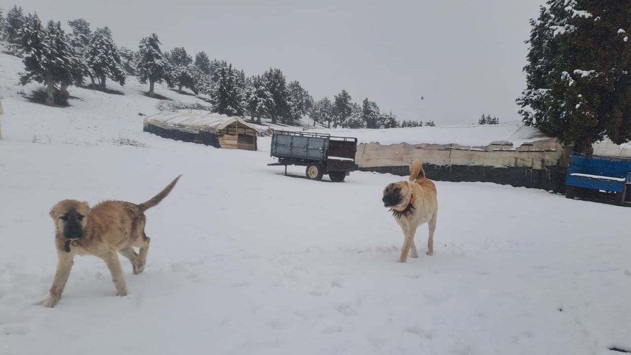 Mersin'de Kar Manzaraları