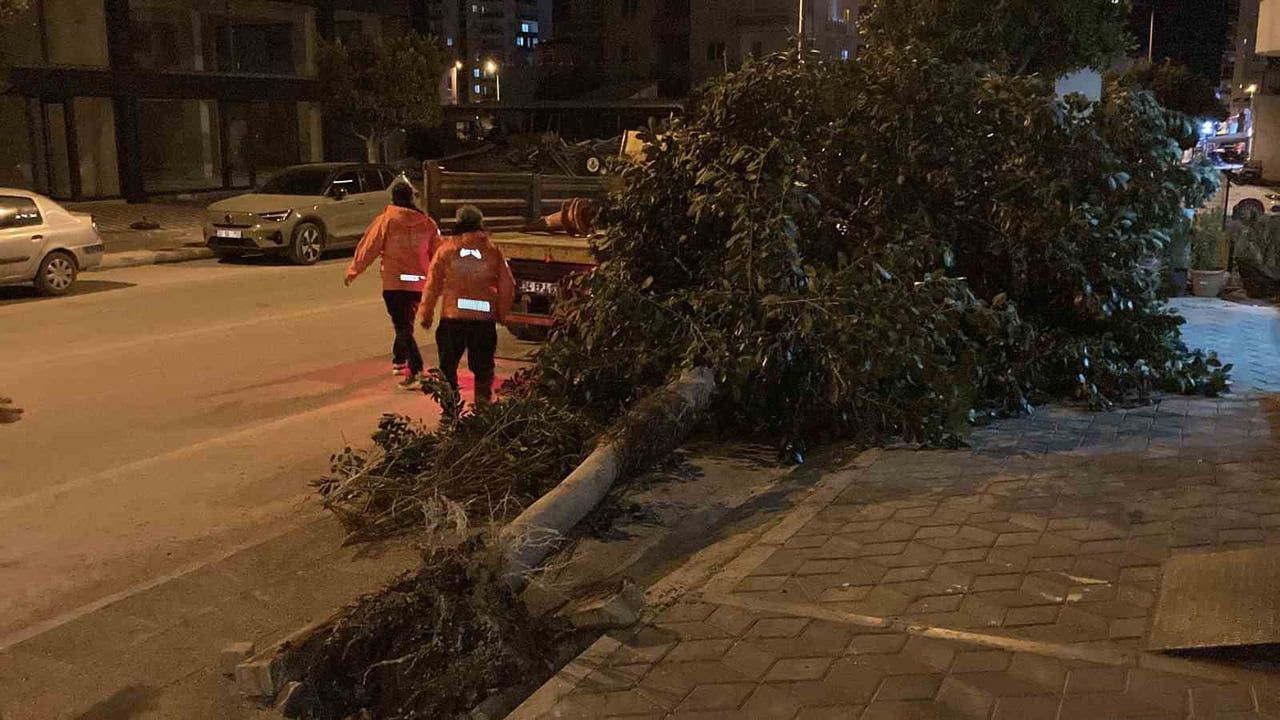 Mersin'de Şiddetli Rüzgar Ağaçları Devrildi