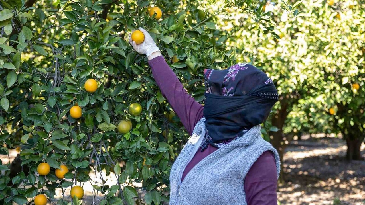 Mersin Kan Portakalı AB Tescili İçin Çalışmalara Başladı