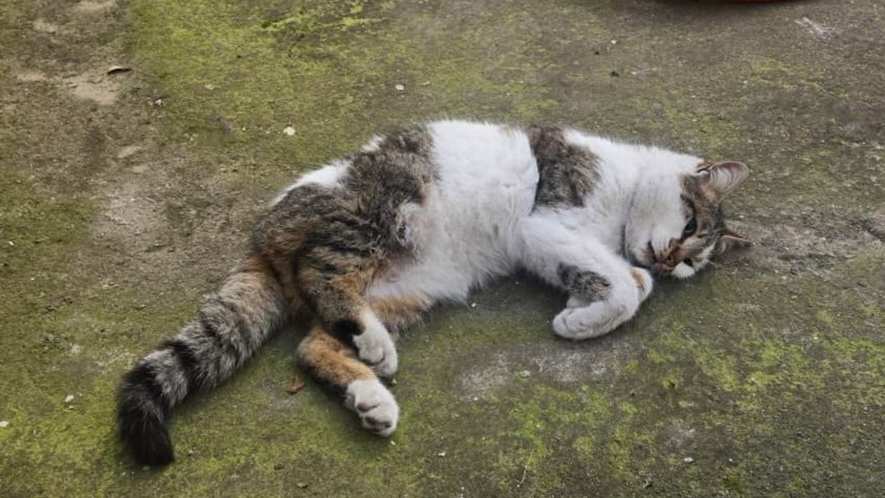 Merzifon'da Korkuluğa Saplanan Kedi Kurtarıldı