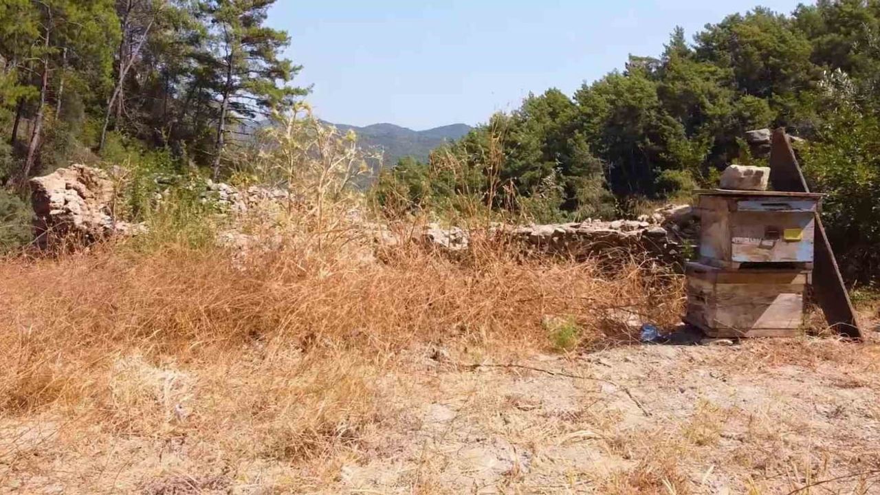 Muğla'da Kovan Barınakları Yeniden Hayat Buluyor